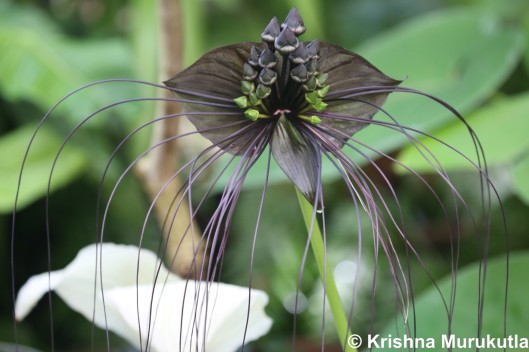 Black bat Flower